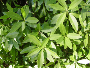 Small Anise-Tree or Yellow Anise-Tree foliage